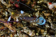 Periclimenes magnificus Lembeh Critter hunt-23m-20241008-da-DSC_3589_tn